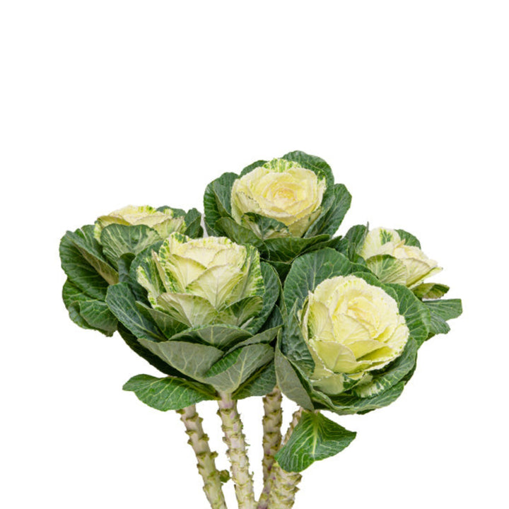 White Brassica Oleracea flower stems from Fresh Flower Holland, showcasing five elegant, fresh floral stems.