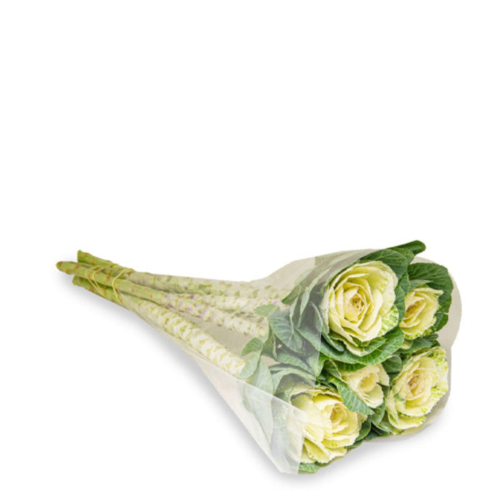 White Brassica Oleracea flower stems from Fresh Flower Holland, showing five fresh, vibrant stems with lush white blossoms.