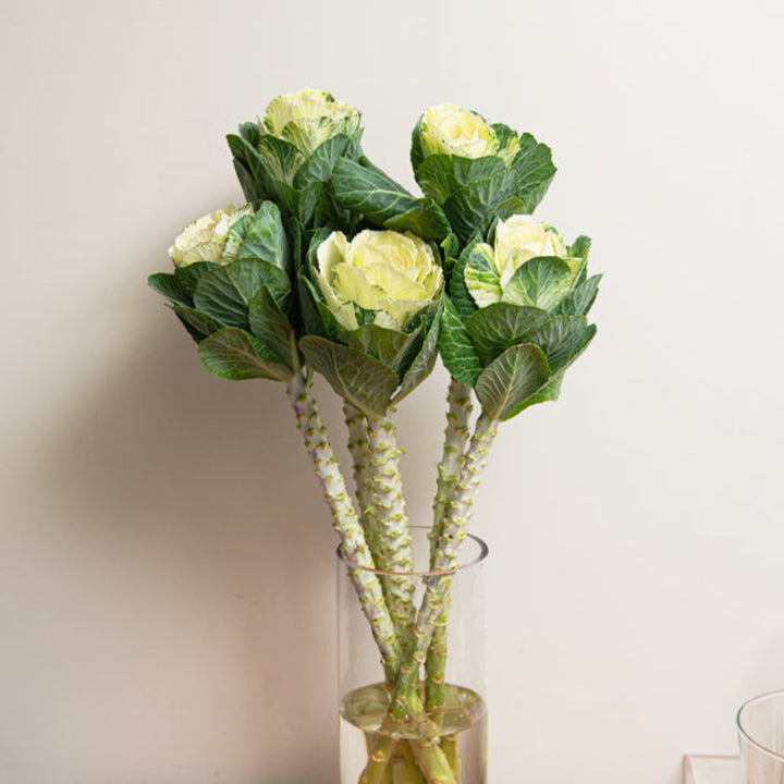 White Brassica Oleracea flower stems from Fresh Flower Holland, showing five fresh, vibrant white flower stems.