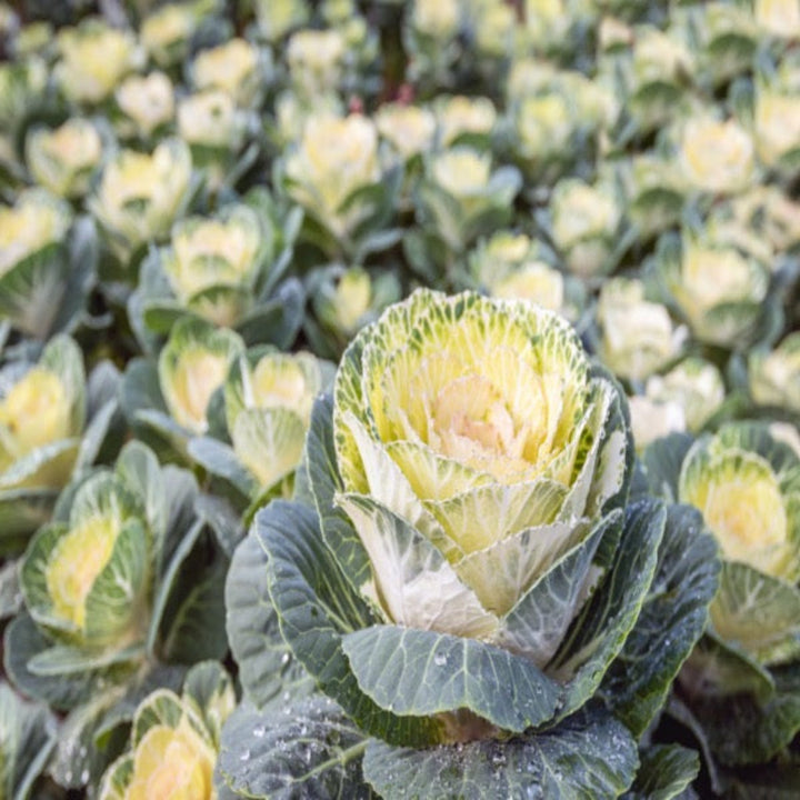 Fresh Flower Holland Brassica Oleracea White flower stems, five elegant white blooms with green stems, suitable for floral arrangements.