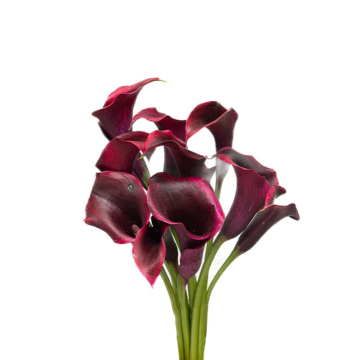 Black Calla Lily flowers, Zantedeschia, Fresh Flower Holland, 10 stems, vibrant and elegant floral arrangement.