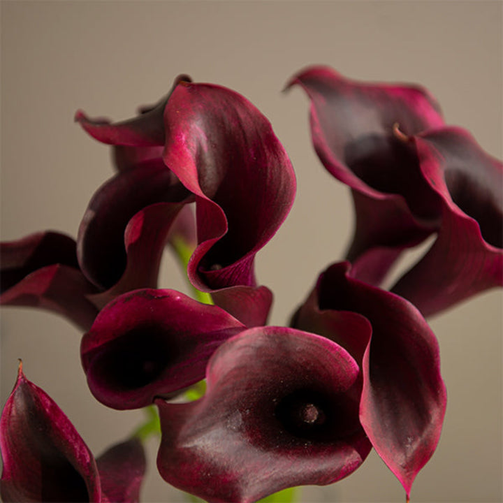 Black Calla Lily flowers from Fresh Flower Holland, 10 stems of elegant Zantedeschia blooms, perfect for floral arrangements.