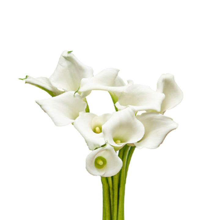 Fresh Flower Holland Calla baby Zantedeschia Crystal Blush flower stems, showcasing elegant pink blooms on 10 stems.