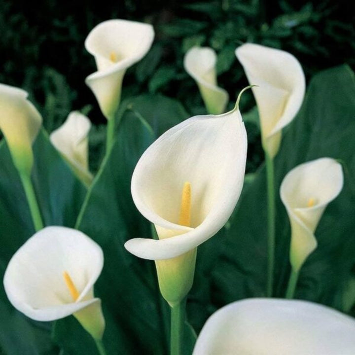 Fresh Calla baby Zantedeschia Crystal Blush flowers, 10 stems, arranged with lush green leaves, by Fresh Flower Holland