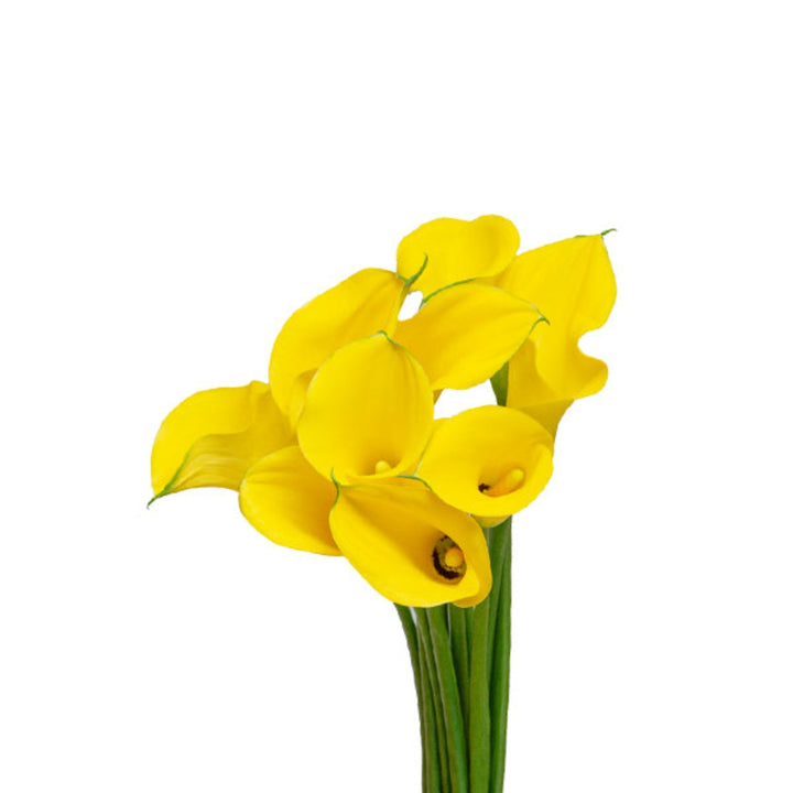 Fresh Calla Lily flowers, Zantedeschia Gold Medal variety, 10 stems from Fresh Flower Holland, showing elegant white blooms.
