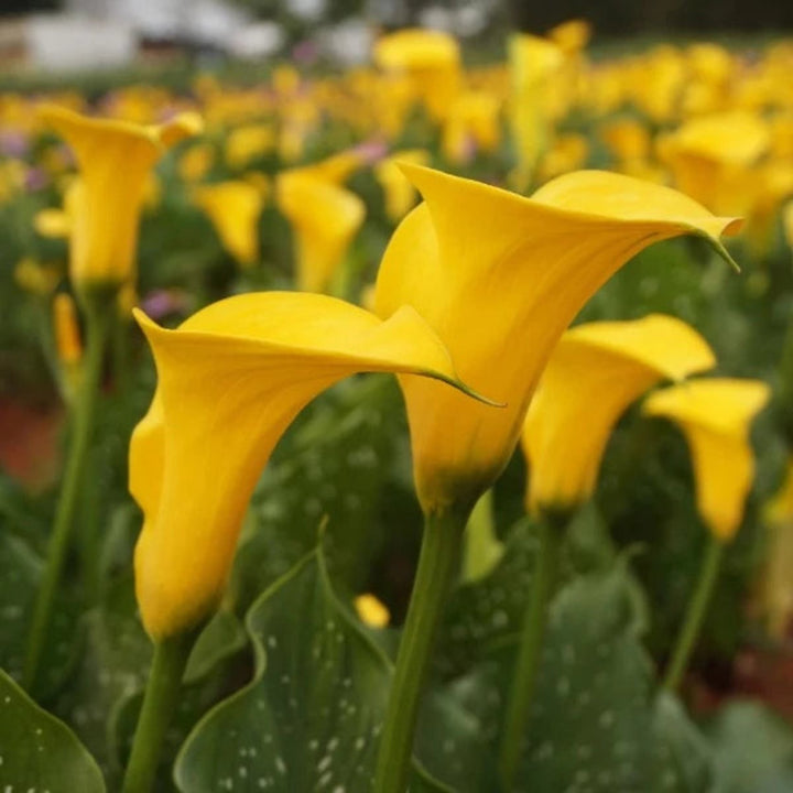 Fresh Calla Lily flowers, Gold Medal variety, 10 stems from Fresh Flower Holland, with elegant white blooms and green foliage.