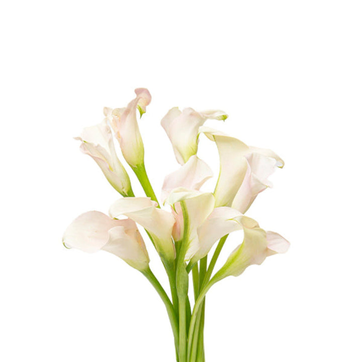 Light pink Calla Zantedeschia flower stems from Fresh Flower Holland, showcasing elegant, fresh floral blooms.