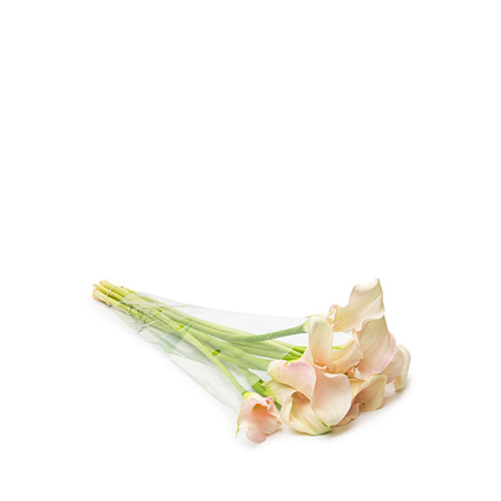 Light pink Calla Zantedeschia flowers, 10 stems from Fresh Flower Holland, arranged with elegant, trumpet-shaped blossoms.