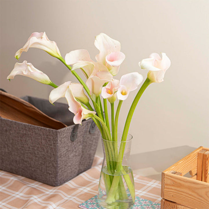Light pink Calla Zantedeschia flower stems from Fresh Flower Holland, featuring 10 elegant blooms on tall, slender stems.