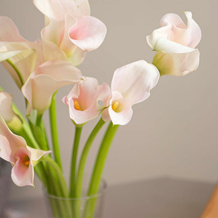 Light pink Calla Zantedeschia flower stems from Fresh Flower Holland, showcasing elegant, blooming flowers in a natural arrangement.