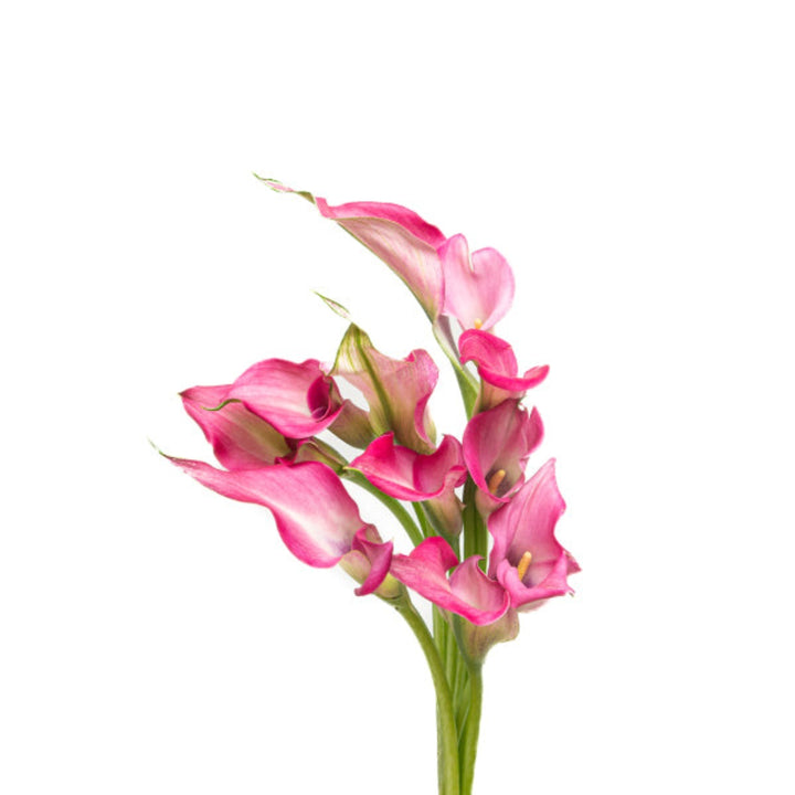 Pink Calla Zantedeschia flowers from Fresh Flower Holland, showcasing 10 elegant flower stems with vibrant pink blooms.