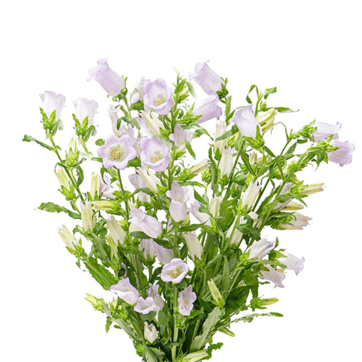 Fresh Flower Holland Campanula Lavender flower stems, showing vibrant purple blooms and lush green foliage.