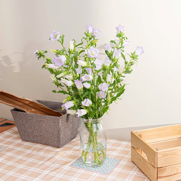 Fresh Flower Holland Campanula Lavender flower stems, showing vibrant purple blooms and green stems in a natural arrangement.