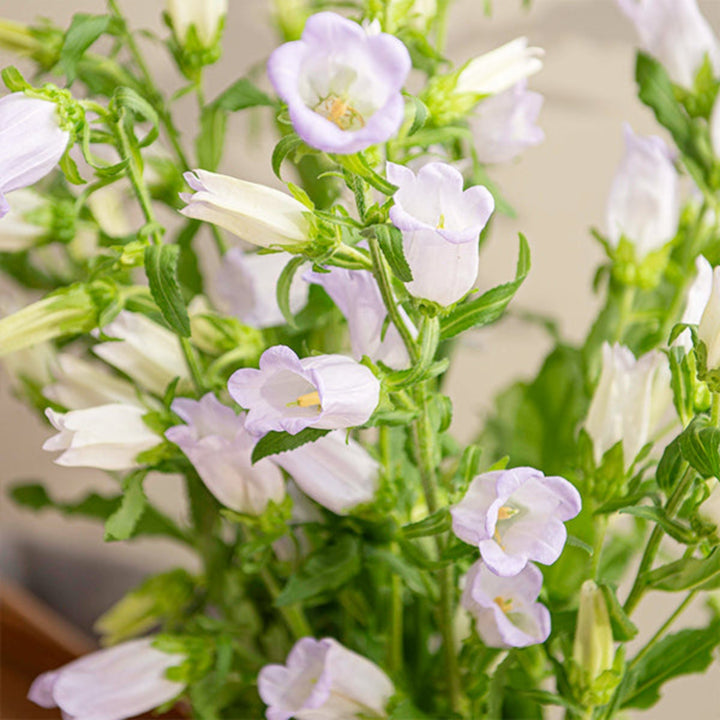 Fresh Flower Holland Campanula Lavender flower stems, vibrant purple blooms with green foliage, 10 stems in a natural arrangement.