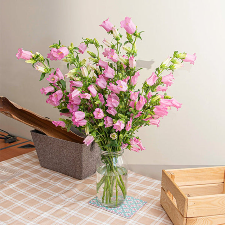 Pink Campanula flower stems from Fresh Flower Holland, showing 10 vibrant blooms with green foliage in a natural arrangement.