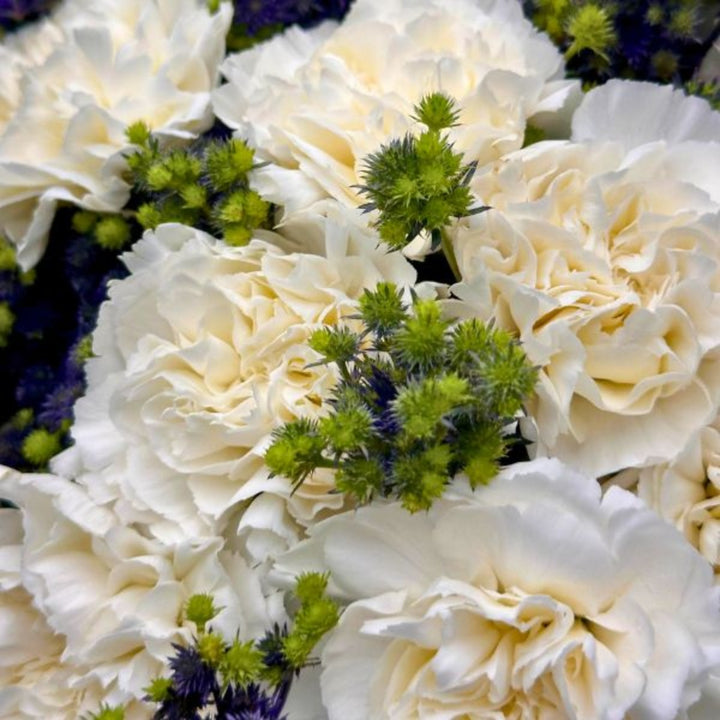 Bouquet of 30 carnations and eryngium flowers from Mix Flower Bouquet, showcasing vibrant blooms and lush greenery.