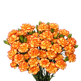 Carnation baby, Carimbo Bio Color Orange, 10 Stems