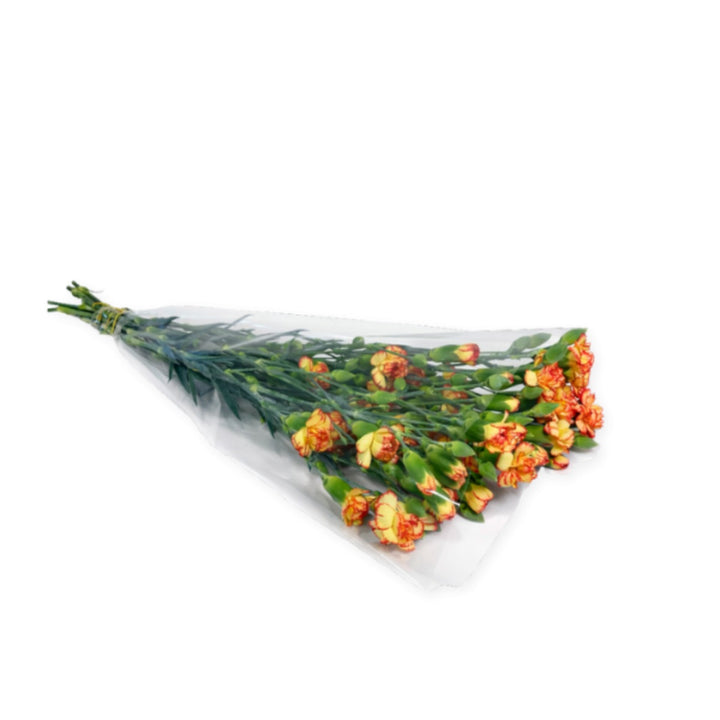 Orange bio-colored carnation flowers from Black Tulip, 10 stems arranged in a bouquet.