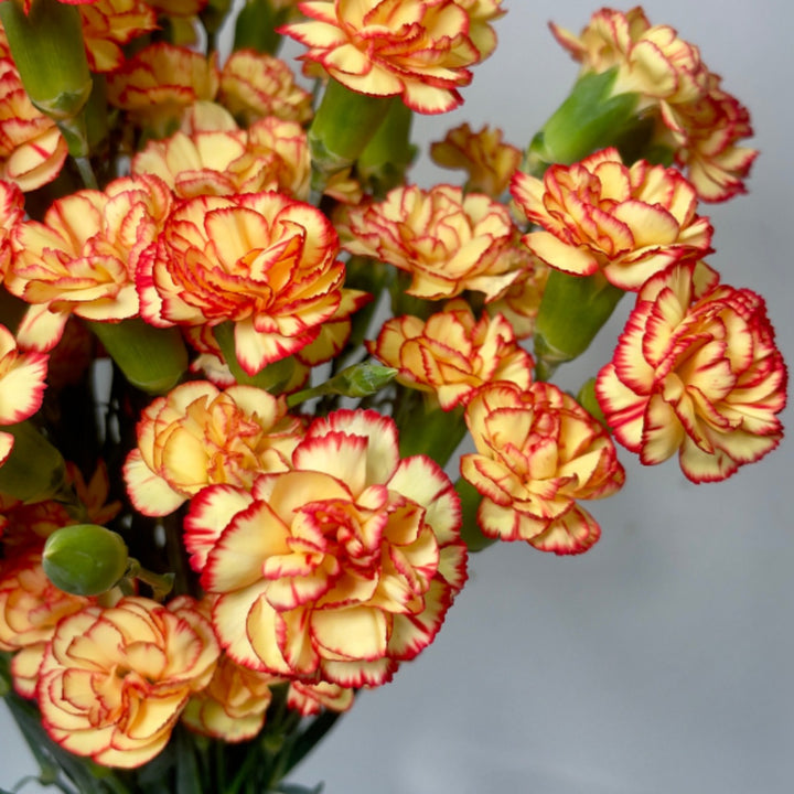 Bright orange bio-colored carnation flowers from Black Tulip, showing 10 stems with lush blooms and green foliage.