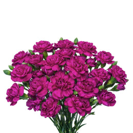 Carnation baby, Osiris Purple, 10 Stems