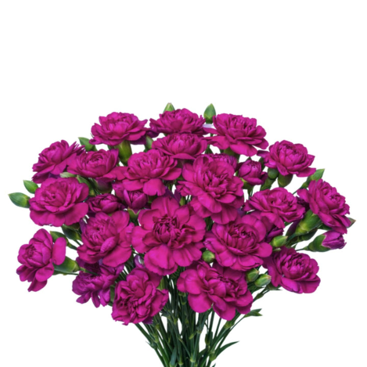 Purple Carnation flowers from Black Tulip, 10 stems, arranged in a bouquet with green foliage, close-up view.