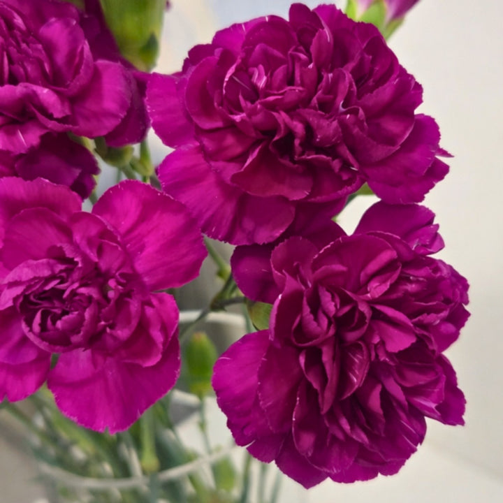 Purple Carnation baby flowers from Black Tulip, 10 stems, showcasing fresh, vibrant purple blooms in a natural floral arrangement.