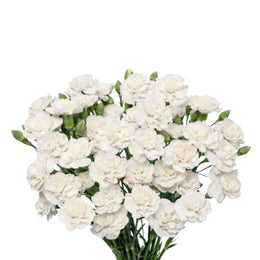 Carnation baby, White, 10 Stems