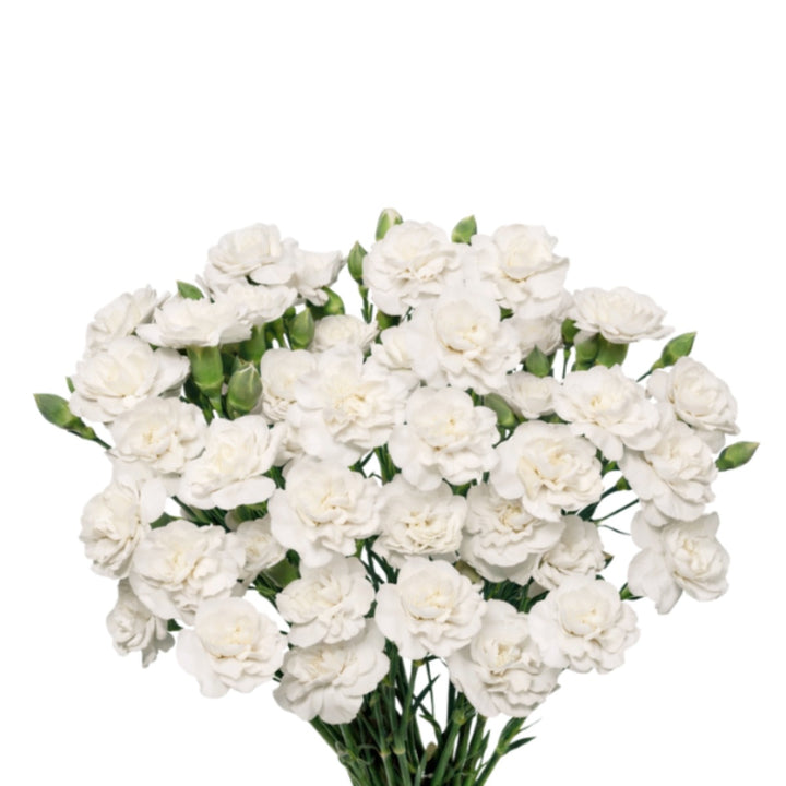 White Carnation flowers from SQ Flora Kenya, 10 stems arranged in a natural bouquet.