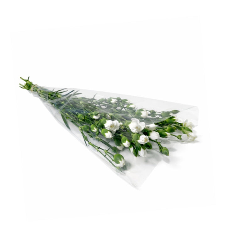 White Carnation flowers from SQ Flora Kenya, 10 stems, arranged in a bouquet suitable for gifting or decoration.