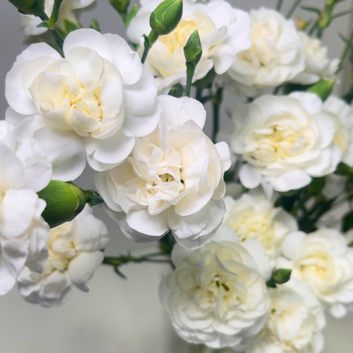 White Carnation flowers from SQ Flora Kenya, 10 stems arranged in a bouquet, showcasing fresh, delicate blossoms.