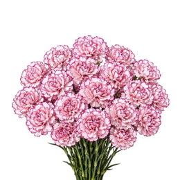 Carnations, Damascus, Bio Color, 19 Stems