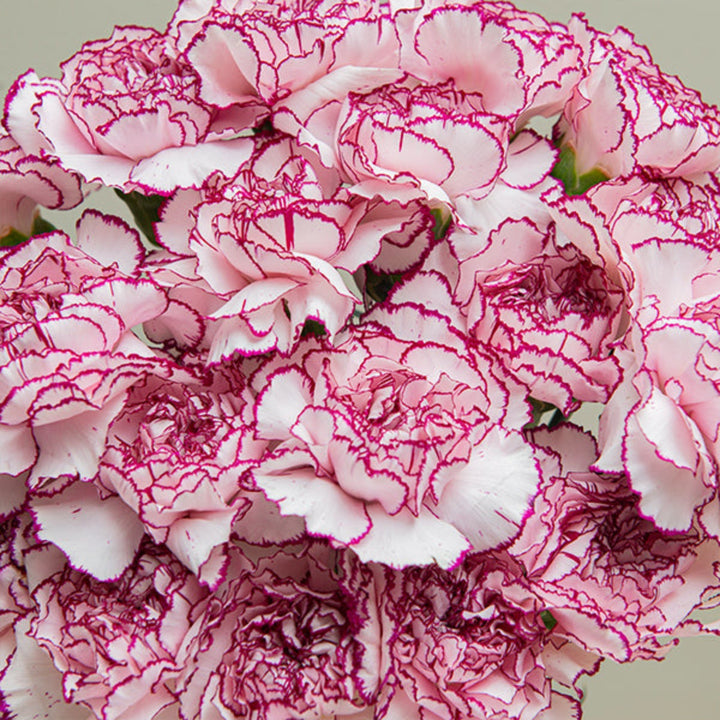 Bright pink and white carnations from Damascus, arranged in a bouquet with 19 stems by SQ Flora Kenya.