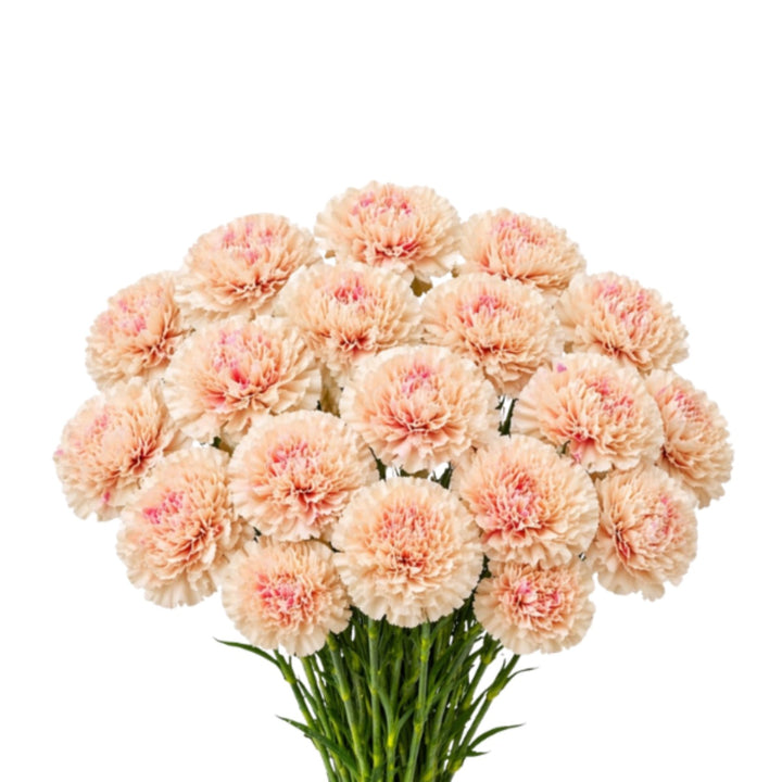 Bouquet of 19 Carnations Apple Tea-Peach flowers from SQ Flora Kenya, showing vibrant peach and pink blooms.