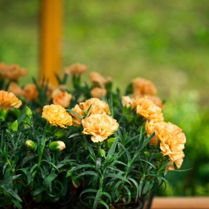 Bouquet of 19 Carnations Apple Tea-Peach flowers by SQ Flora Kenya, arranged with vibrant blooms and green foliage.
