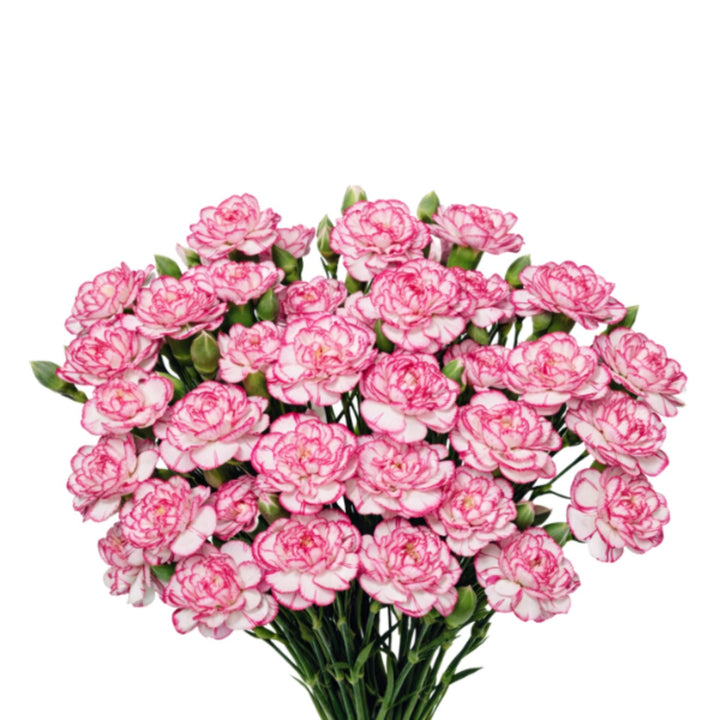 Bouquet of 10 pink bio-colored carnations from Black Tulip, fresh flowers with lush blooms and green stems