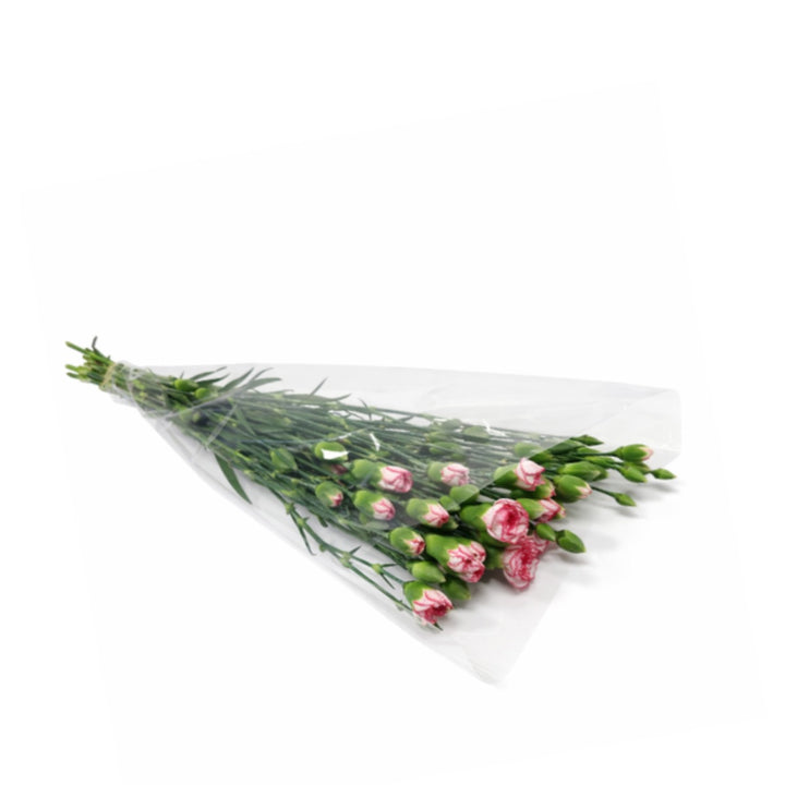 Pink Bio Color Carnations baby flowers from Black Tulip, 10 stems, fresh pink blossoms with green foliage.