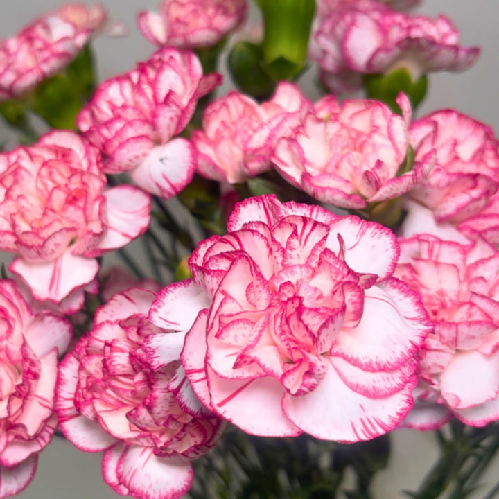 Pink Bio Color Carnations from Black Tulip, 10 stems of fresh, vibrant flowers with ruffled petals.