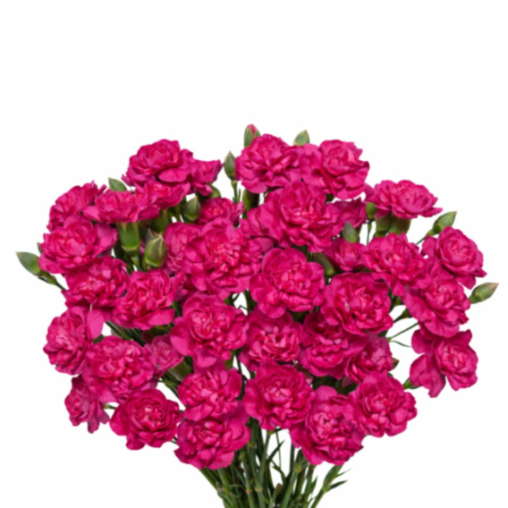 Bouquet of 10 cherry blossom carnations from SQ Flora Kenya, showcasing soft pink flowers in a natural arrangement.