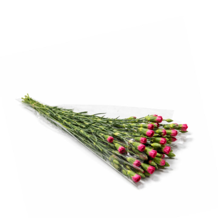 10 stems of Cherry Blossom carnations from SQ Flora Kenya, showcasing delicate pink flowers on lush green stems.