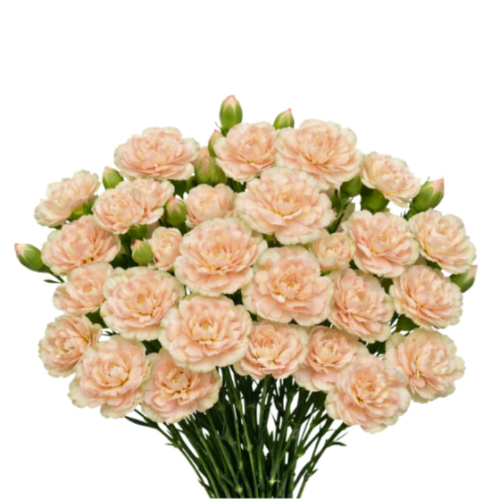 Bouquet of 10 Lucia Carnations Baby flowers by SQ Flora Kenya, showing vibrant pink and white blooms with green stems.