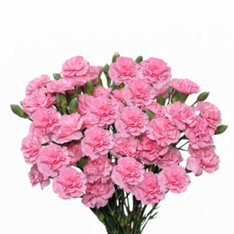 Carnations baby, Pink, 10 Stems