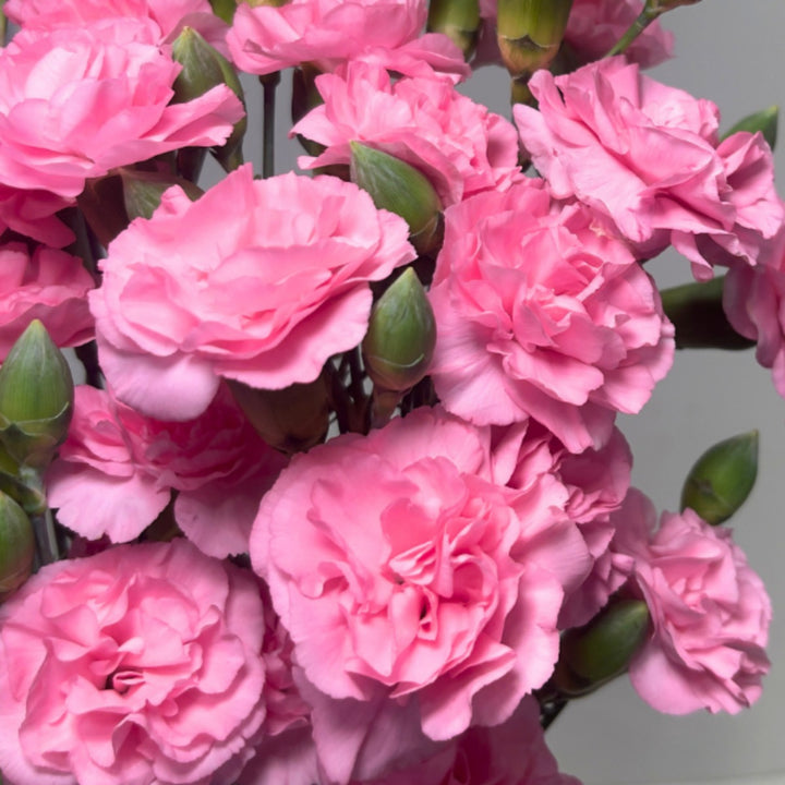 Pink Carnations baby flowers from SQ Flora Kenya, 10 stems, fresh and vibrant with green leaves.