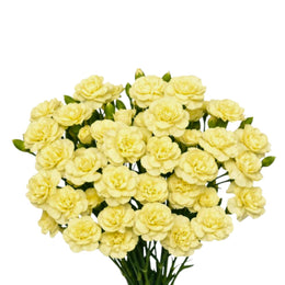 Carnations baby, Pastis, Yellow, 10 Stems