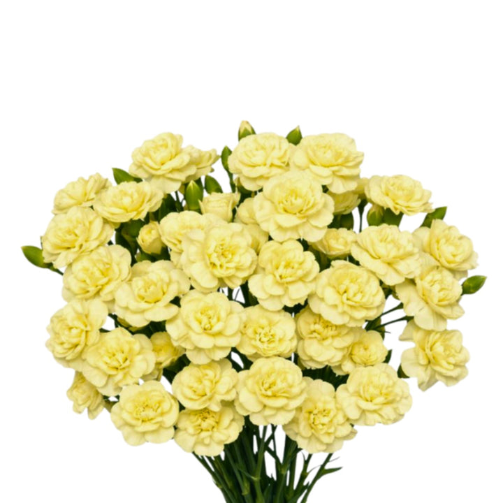 Yellow carnations baby flowers with 10 stems from Black Tulip, showcasing fresh, vibrant blooms in a natural arrangement.
