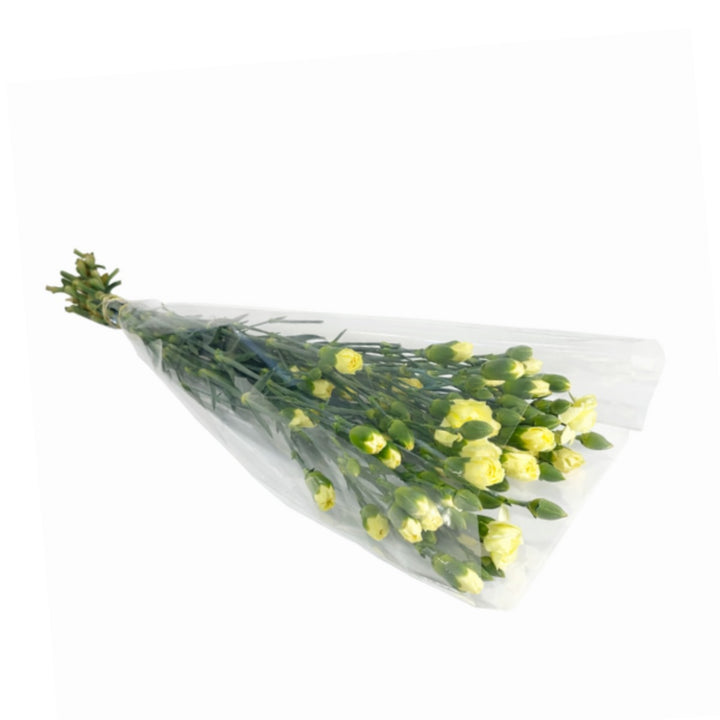 Yellow carnations baby flowers from Black Tulip with 10 stems, fresh and vibrant, shown in a close-up image.