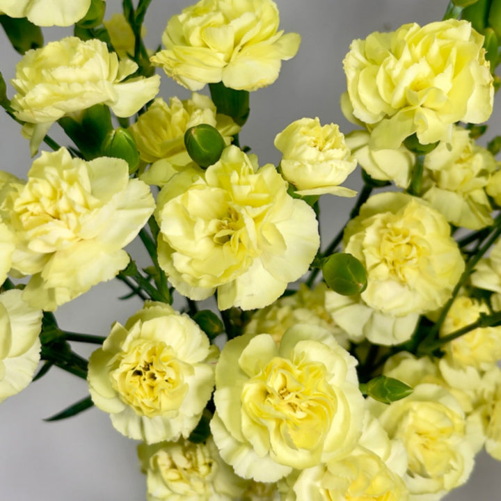 Yellow Carnations baby flowers from Black Tulip with 10 stems, shown in a natural arrangement.