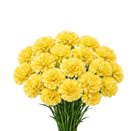 Carnations Diletta, Yellow, 19 Stems