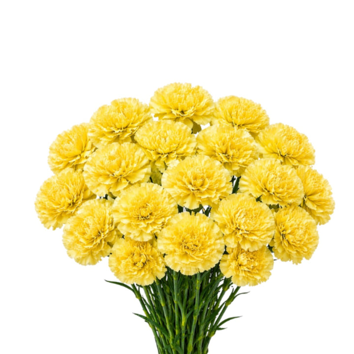 Yellow Carnations Diletta from SQ Flora Kenya, 19-stem bouquet of vibrant yellow flowers arranged in a natural display.