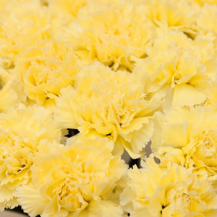 Bright yellow Carnations Diletta with 19 stems arranged in a bouquet, from SQ Flora Kenya.