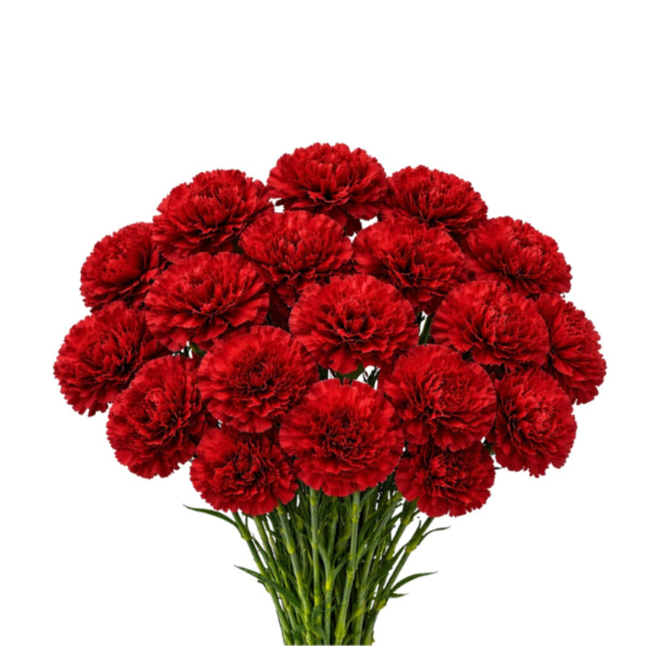 Red Carnations Don Pedro by SQ Flora Kenya, 19 stems of vibrant, fresh flowers arranged for display.